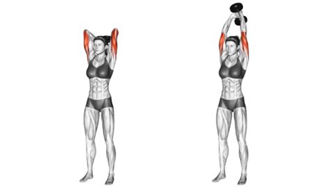 Develop More Complete Triceps With Overhead Dumbbell Extensions | Member Login Area | Tom Venuto ...