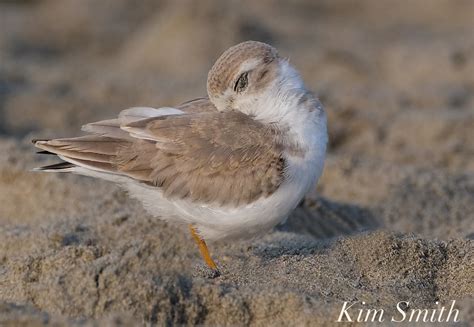 Piping Plover migration | Kim Smith Films