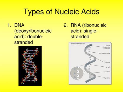 PPT - NUCLEIC ACIDS PowerPoint Presentation, free download - ID:2421509