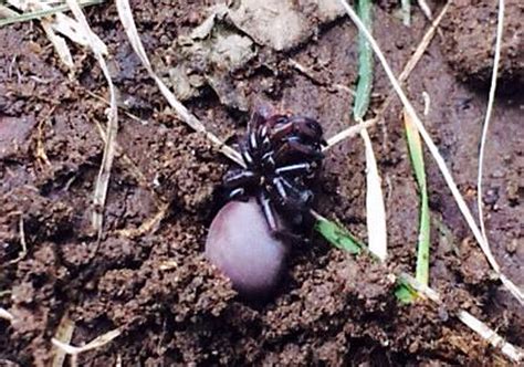 Cork-Lid Trapdoor Spider from Canada - What's That Bug?