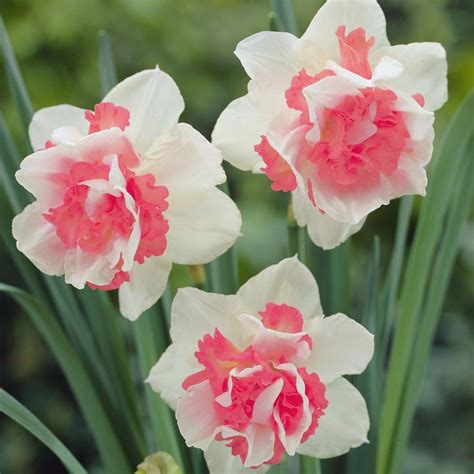 Narcissus Replete - Autumn Bestsellers - Thompson & Morgan | Daffodil flower, Flower seeds ...