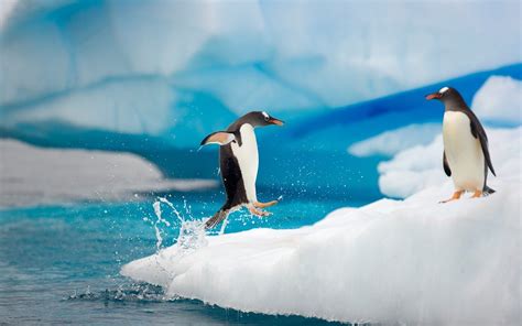 Penguin running on ice wallpaper | HD Animals Wallpapers