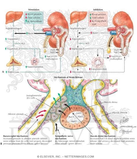 Renin-Angiotensin-Aldosterone System