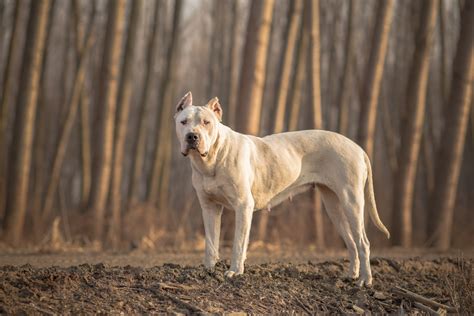 Dogo Argentino Breed Info | Best Food, Training, Grooming | Bil-Jac