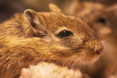 Gerbil Behavior – What is Your Gerbil Expressing? – thepetsavvy.com