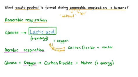 Question Video: Recalling the Waste Product Produced from Anaerobic ...