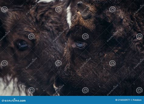 Wisent in Poland stock image. Image of show, bonasus - 216555977