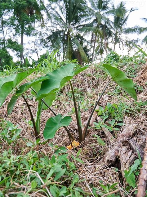 taro plant growing wild in the plantation 13679178 Stock Photo at Vecteezy