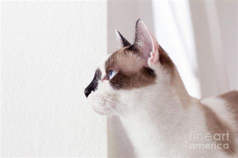 Beautiful Tom Cat Photograph by Elisabeth Lucas - Fine Art America