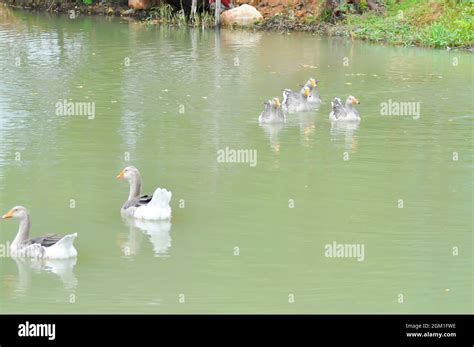 swimming ducks, duck or ducks in the pond Stock Photo - Alamy