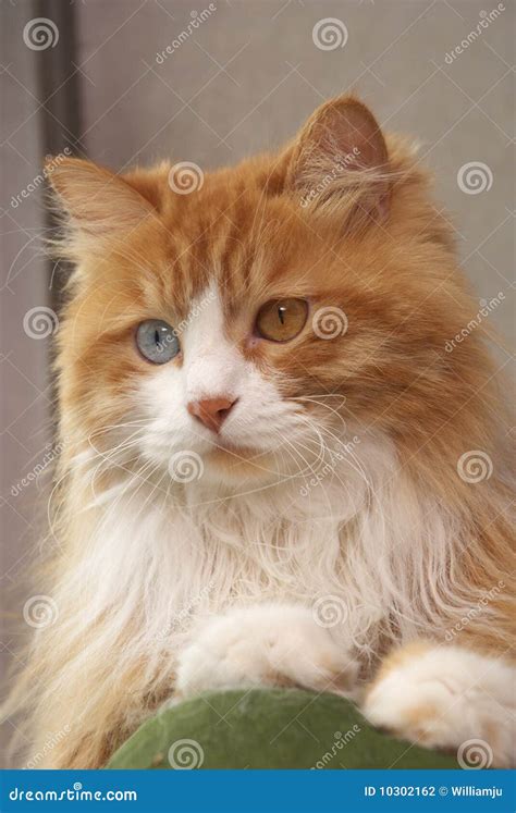 Odd-eyed Cat stock photo. Image of yellow, blue, companion - 10302162