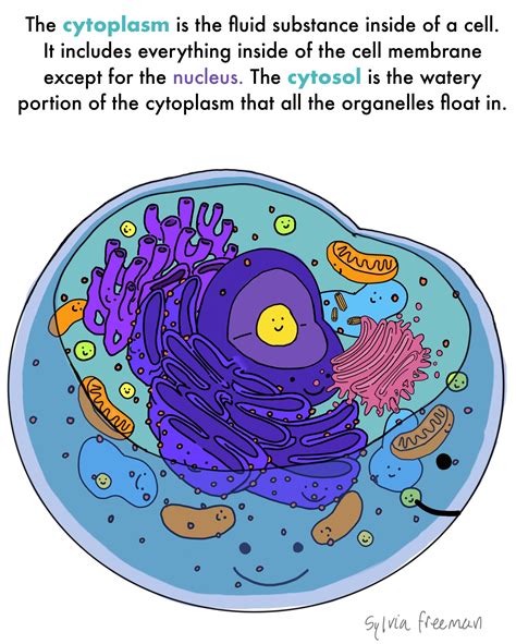 [DIAGRAM] Phospholipid Bilayer Cytosol Cell Diagram - MYDIAGRAM.ONLINE