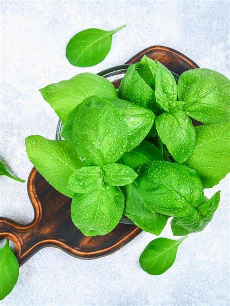 Benefits of basil leaves | The Indian Express