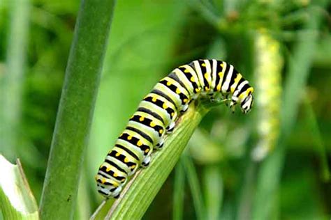 Florida Caterpillar Identification And Control | McCall Service