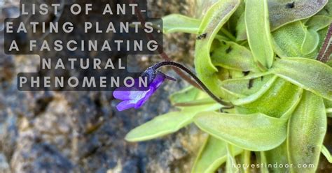 List of Ant-Eating Plants: A Fascinating Natural Phenomenon - Harvest ...