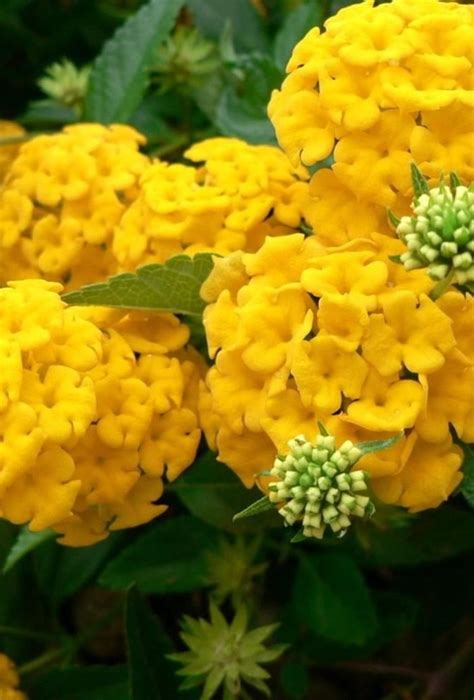 Yellow Hydrangeas Farm Fresh Delivered - Hydrangea Wallpaper