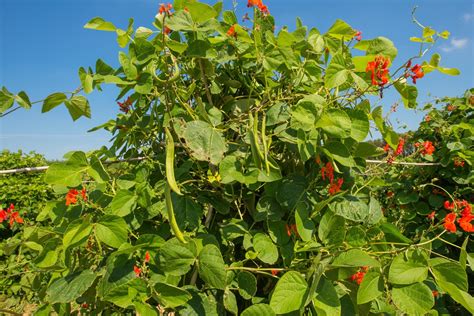 Growing Runner Beans: Sowing, Planting Out, Support And Plant Care ...