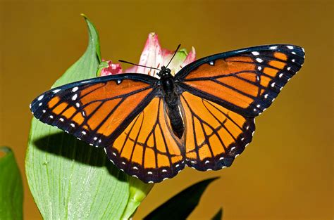 Viceroy Butterfly Photograph by Millard H. Sharp