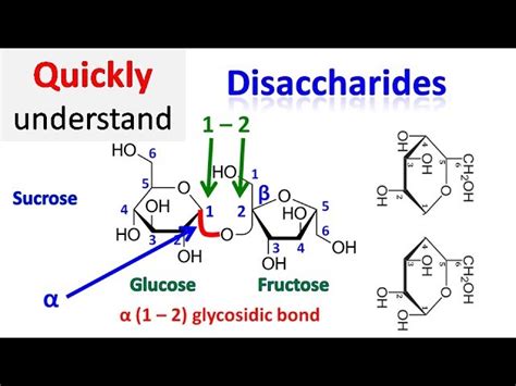 Disaccharide Molecule Structure