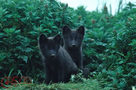 Arctic Fox Pups | Things I love, or like, or that are simply beautifu…