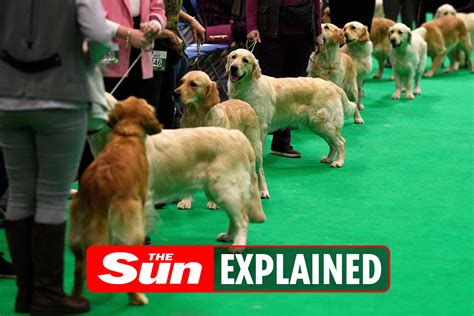 Who won Crufts Best In Show 2022? Full results and winners | The Irish Sun