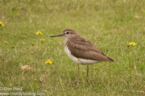 Birding Spots | Mostly Birding