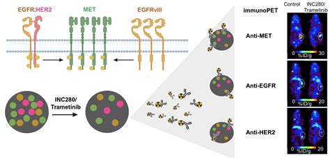 Immuno-PET can give physicians early insight into tumor response to targeted therapy