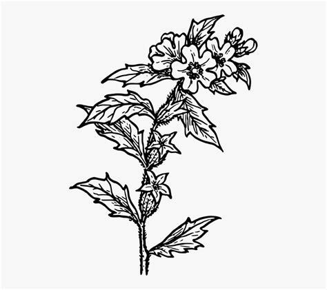 herb clipart black and white 10 free Cliparts | Download images on ...