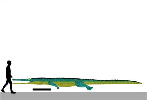 Machimosaurus hugii Size Chart by Paleotuga on DeviantArt