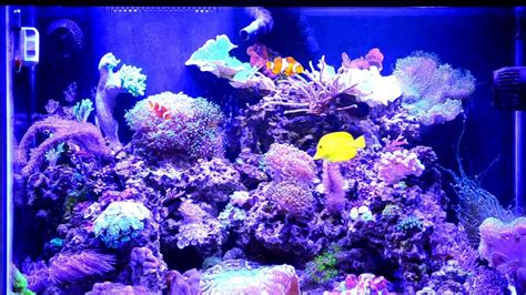 Coral Reef Aquarium 65 Gallon HD Saltwater - YouTube