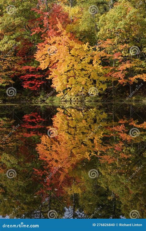 Fall Color - Three Lakes Area Stock Photo - Image of woodland, nicolet: 276826840