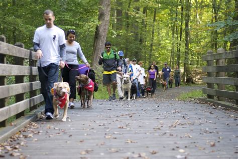 Two Pitties in the City: How to Start a Dog-Walking Group in Your City ...