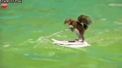 GIFs of Animals Playing Sports | Bleacher Report | Latest News, Videos and Highlights