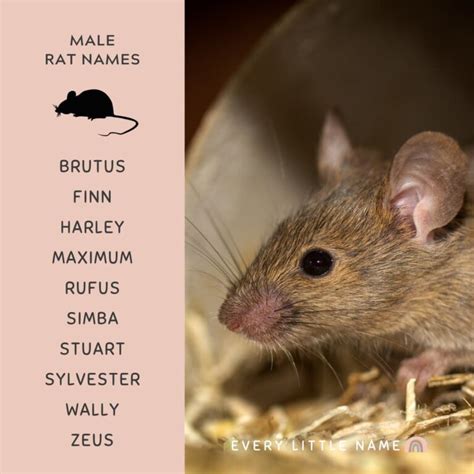 220+ Best Rat Names (Cool, Cute, and Funny) - Every Little Name