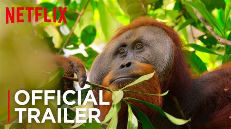 Our Planet | Official Teaser [HD] | Netflix - YouTube