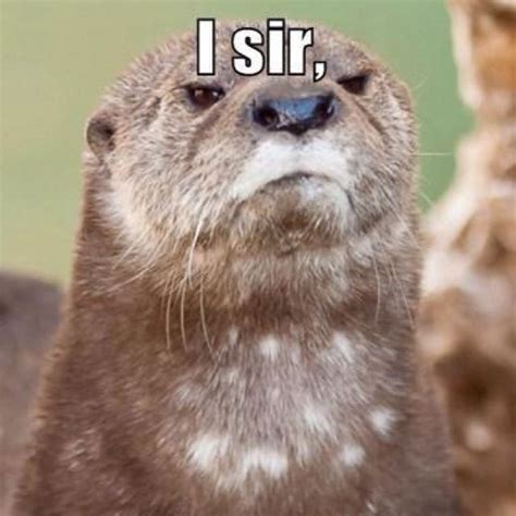 Pin on Quotes | Otters funny, Otters, Otter love