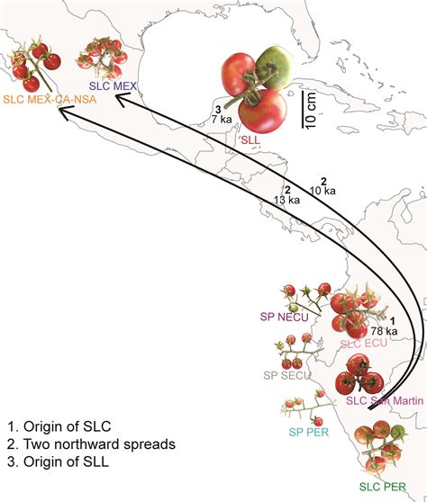 Evolution on the vine: A history of tomato domestication in Latin America