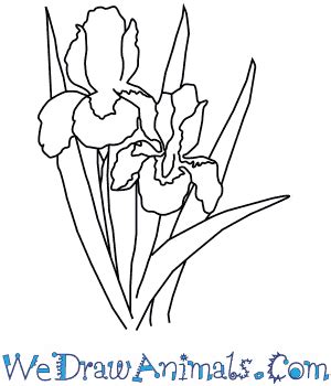 How to Draw an Iris Flower