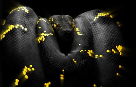 Python Snake Wallpapers - Wallpaper Cave