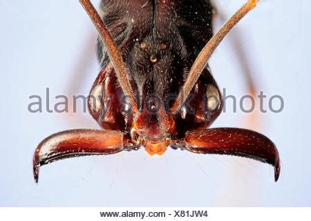 Trap jaw ant (Odontomachus sp.) close-up showing powerful mandibles ...