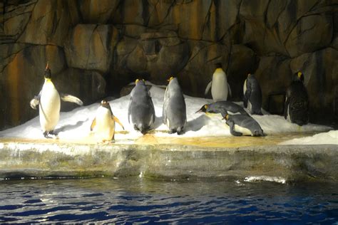 Living An Expat Life...: Taking The Kids To Ocean Park To Learn About The Animals.