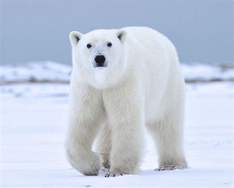 Facts about Polar Bears and Their Conservation | Polar bear, Polar bear facts, Polar bear art