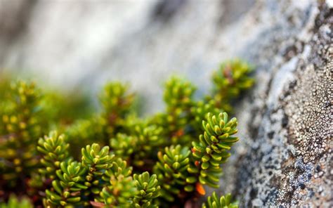 Wallpaper : sunlight, nature, grass, plants, branch, moss, green, rocks, tree, autumn, leaf ...