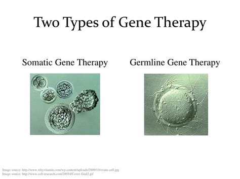 PPT - Gene Therapy PowerPoint Presentation, free download - ID:5351826