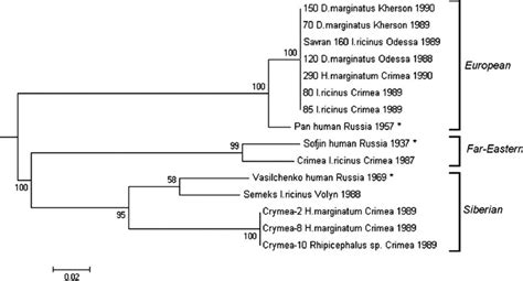 Phylogenetic tree construction (MEGA 7 software) based on the... | Download Scientific Diagram