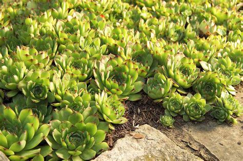 Tough Groundcovers That Thrive in Drought, Shade, and Other Difficult Spots | Better Homes & Gardens