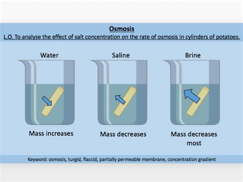 Osmosis / Concentration Gradient / Diffusion | Teaching Resources