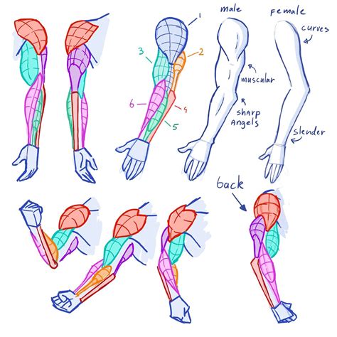 Learning drawing principles | Anatomie zeichnung, Zeichnung, Figuren zeichnen