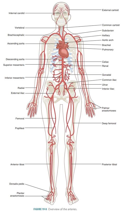 Aorta Anatomy