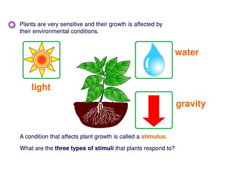 PPT - Plant Hormones PowerPoint Presentation, free download - ID:2231707